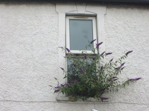 13902639_1485227791502911_2114861643467617911_n