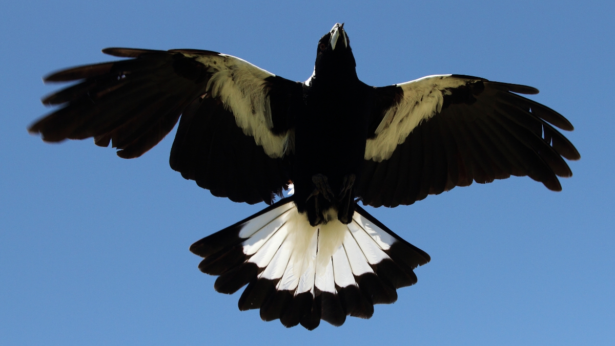 Magpie