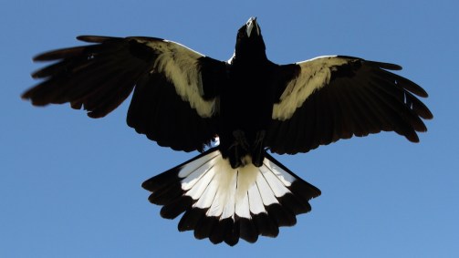 Magpie